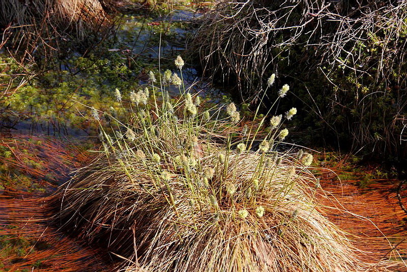 Изображение особи Eriophorum vaginatum.