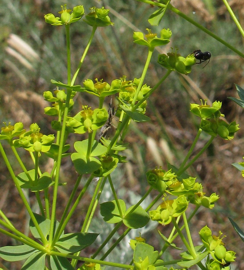 Изображение особи Euphorbia seguieriana.