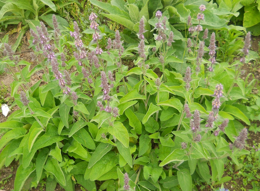 Изображение особи Stachys germanica.