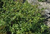 Betula ovalifolia. Плодоносящее растение. Приморье, Сихотэ-Алинь, гора Абрек. 16.08.2012.