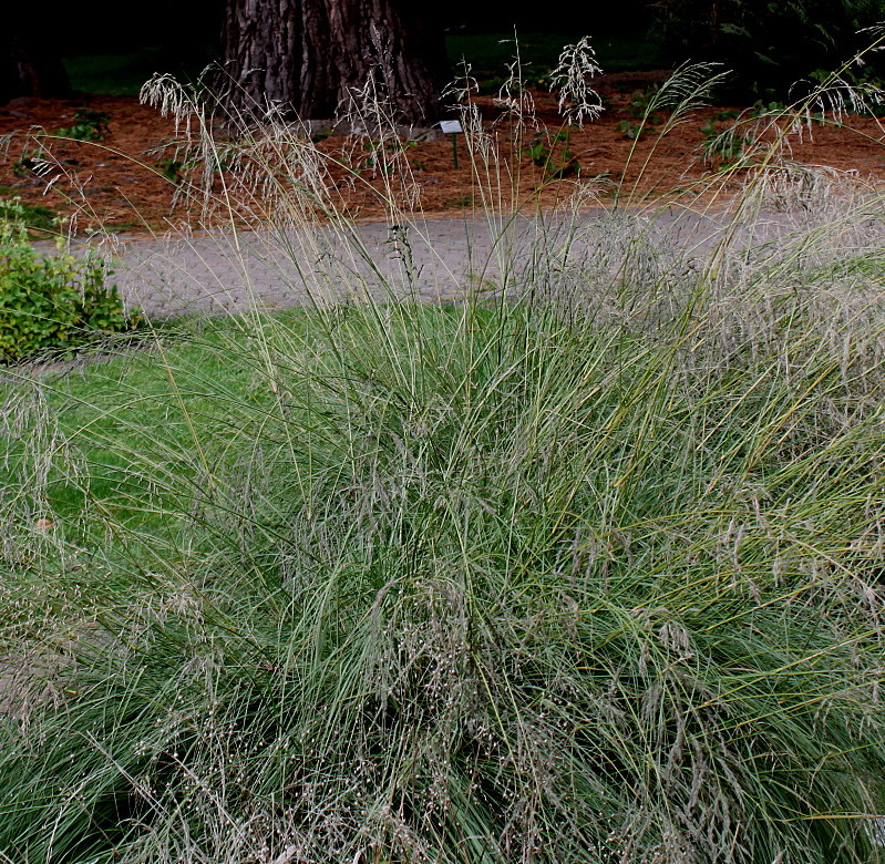 Изображение особи Eragrostis curvula.