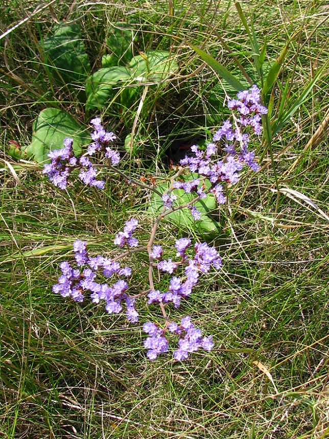 Изображение особи Limonium donetzicum.