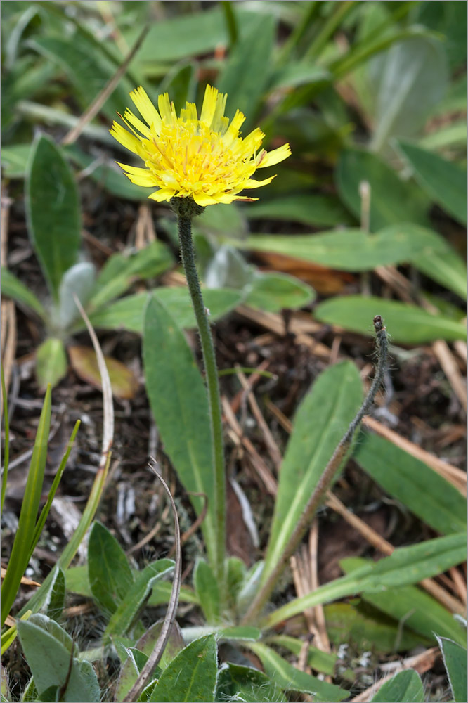 Image of Pilosella officinarum specimen.