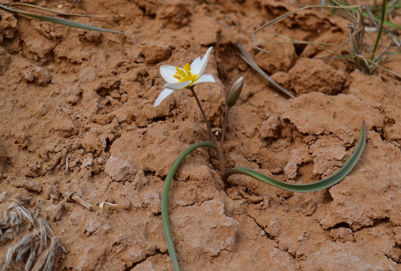 Изображение особи Tulipa biflora.