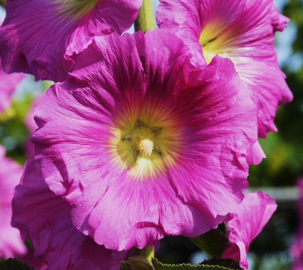 Image of Alcea rosea specimen.