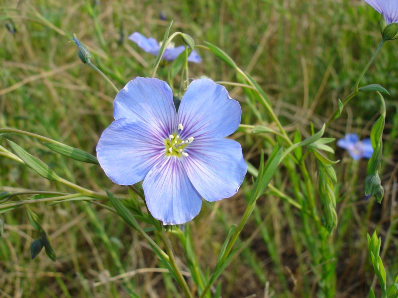 Image of Linum amurense specimen.