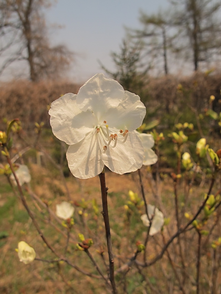 Image of Rhododendron mucronulatum specimen.