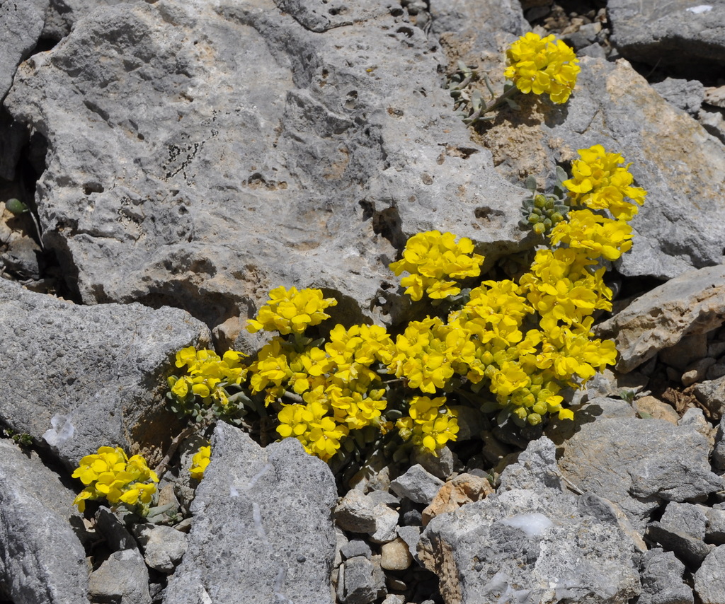 Image of Alyssum handelii specimen.