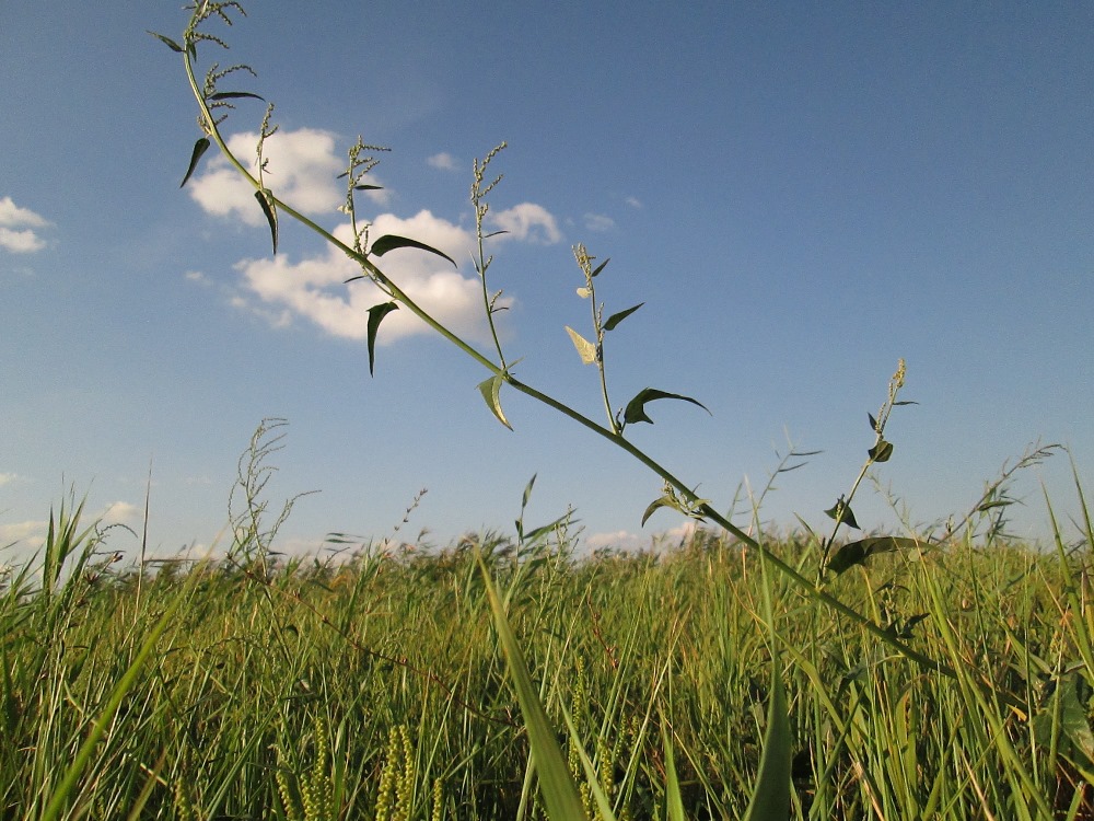 Image of genus Atriplex specimen.