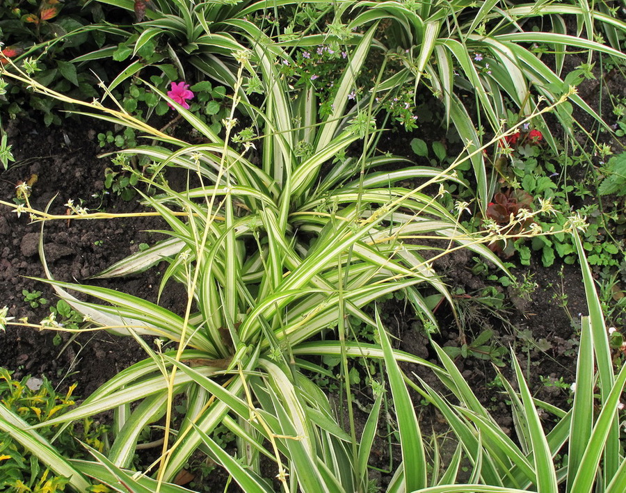 Image of Chlorophytum comosum specimen.