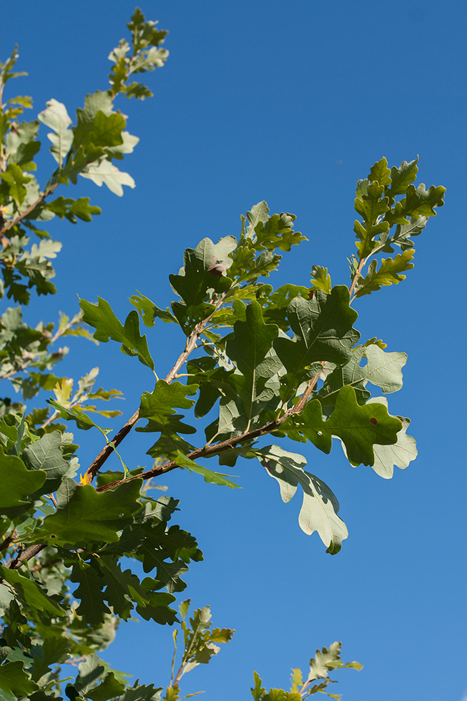 Image of Quercus macrocarpa specimen.