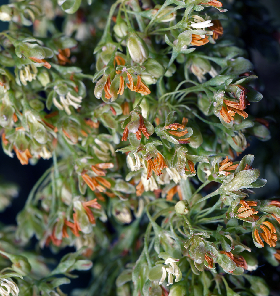 Image of Rumex confertus specimen.