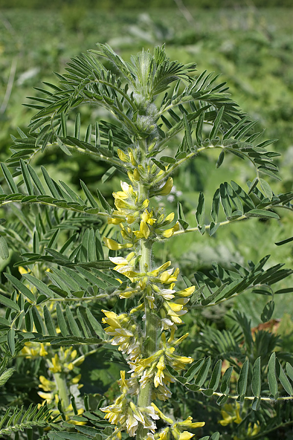 Image of Astragalus sieversianus specimen.