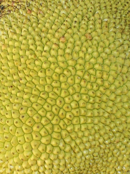 Image of Artocarpus heterophyllus specimen.