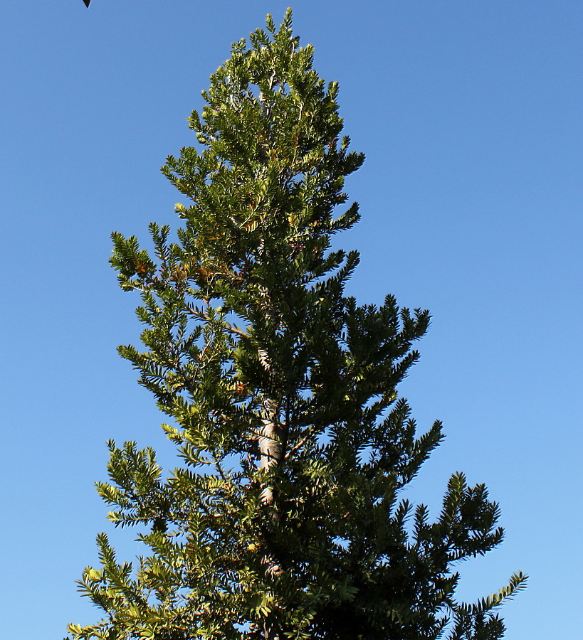 Image of Agathis australis specimen.