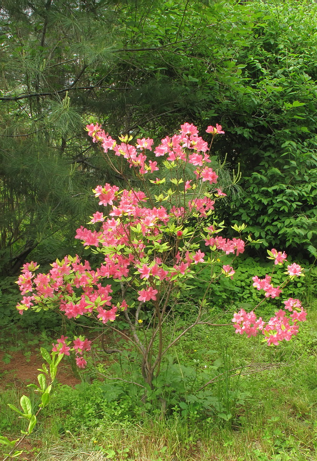 Image of genus Rhododendron specimen.