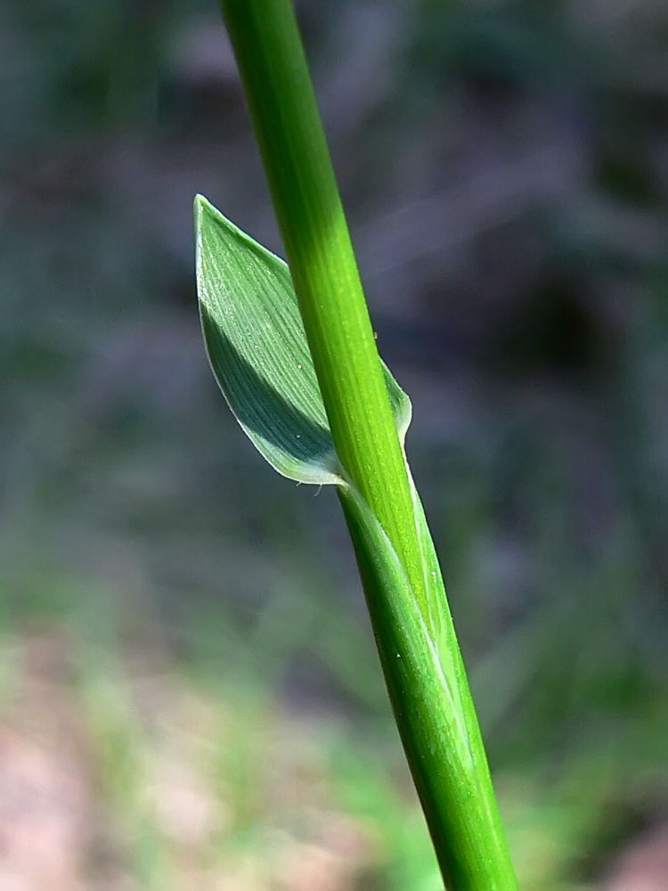 Image of Hierochloe odorata specimen.