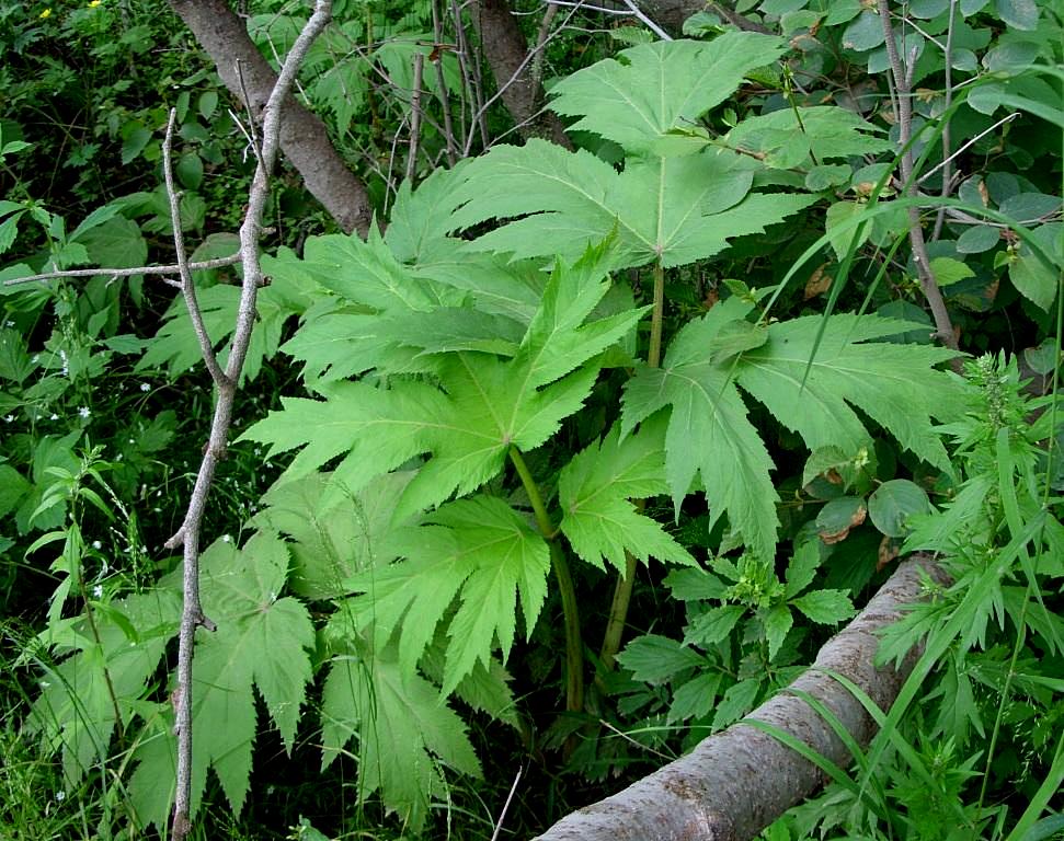 Image of genus Heracleum specimen.