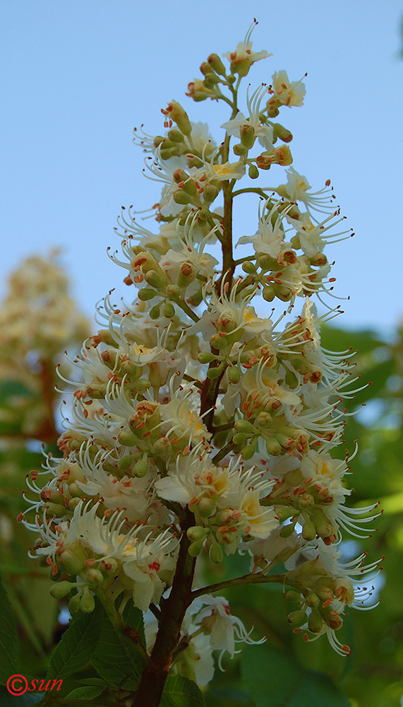 Image of Aesculus hippocastanum specimen.