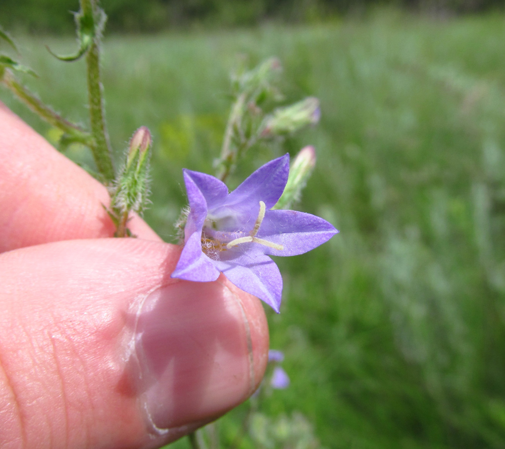 Image of Campanula sibirica specimen.