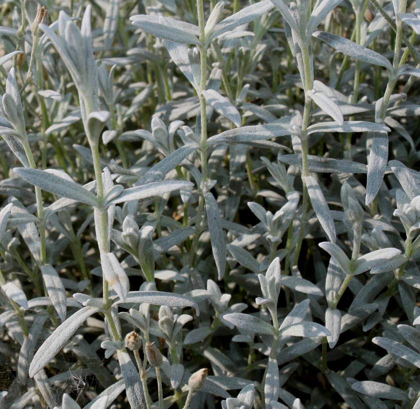 Image of Cerastium tomentosum specimen.