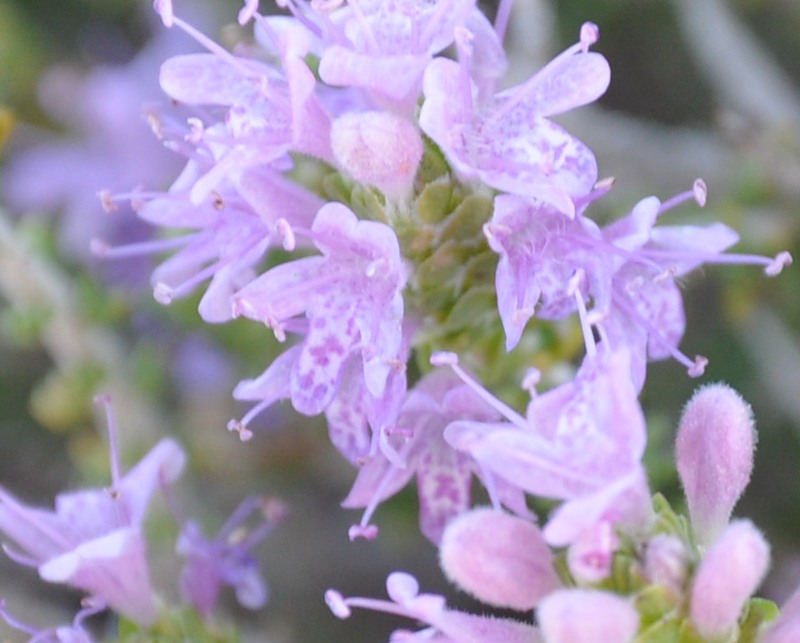 Image of Thymbra capitata specimen.