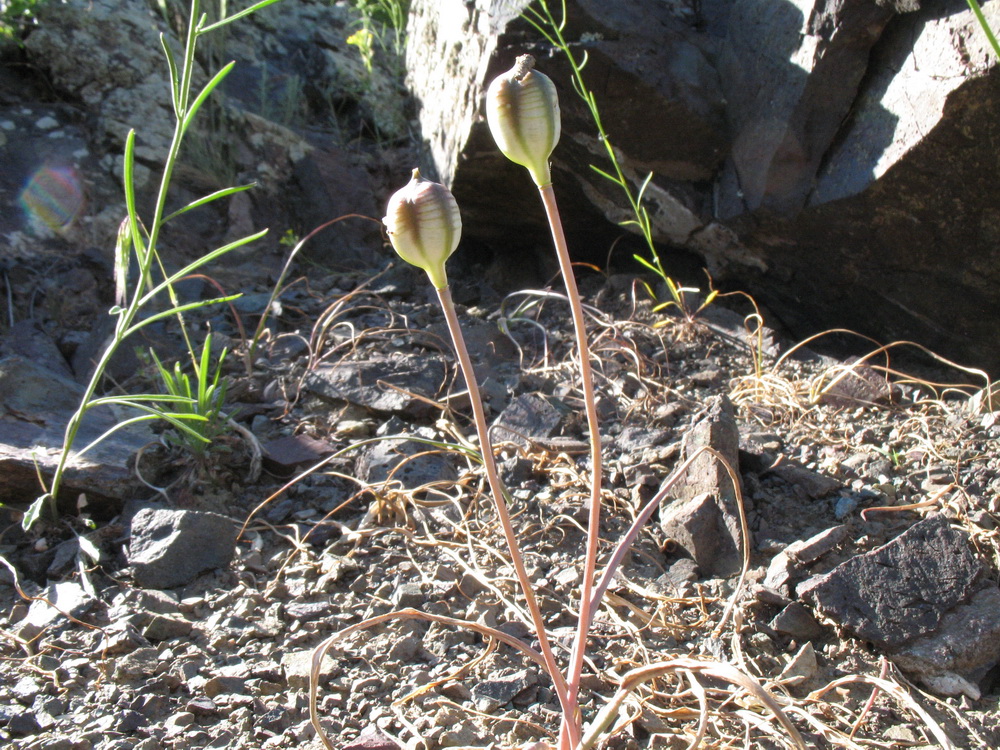 Image of Tulipa kolbintsevii specimen.