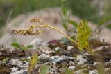 Botrychium lunaria. Спороносящее растение. Ленинградская обл., Гатчинский р-н, окр. дер. Большое Заречье, замшелая олуговелая пустошь на известняке. 26.07.2014.