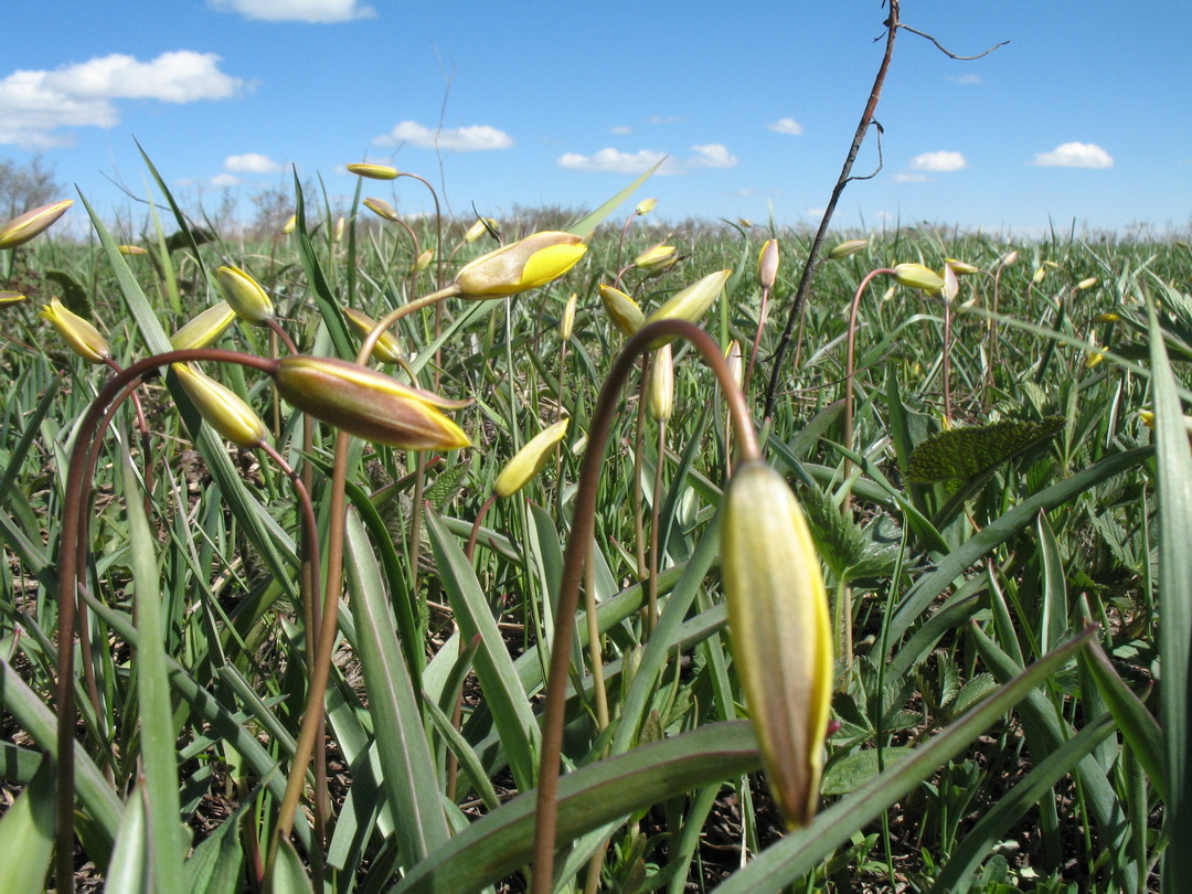 Image of Tulipa heteropetala specimen.