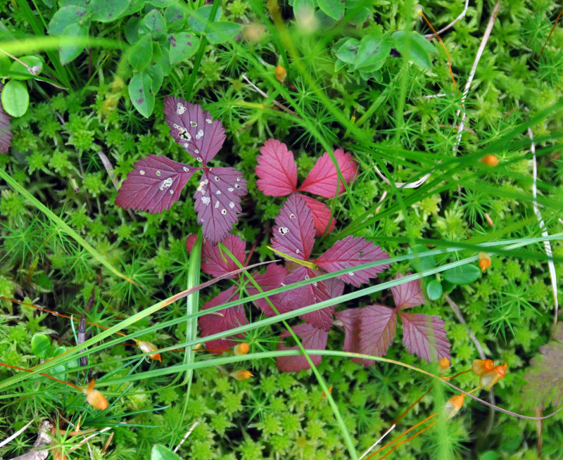 Image of Rubus arcticus specimen.