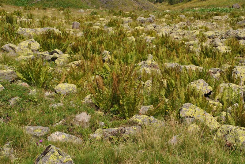 Image of Dryopteris oreades specimen.