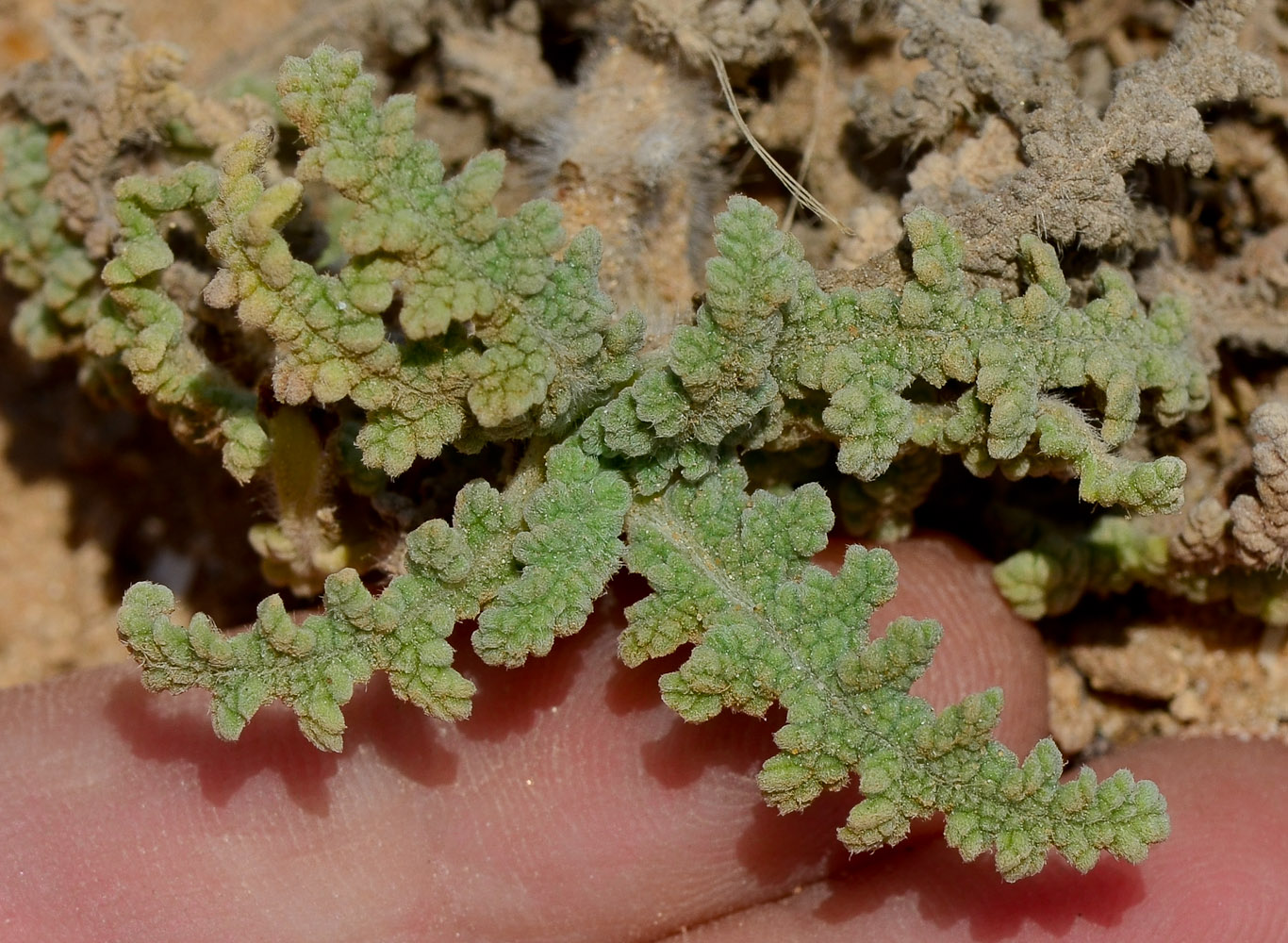 Image of Salvia lanigera specimen.