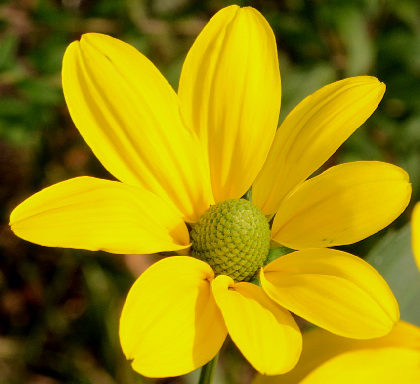 Image of Rudbeckia nitida specimen.