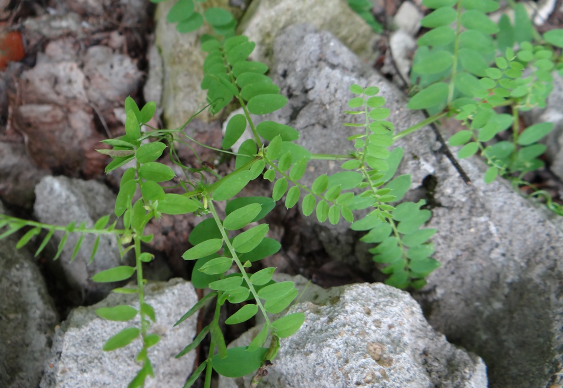 Image of Vicia sylvatica specimen.