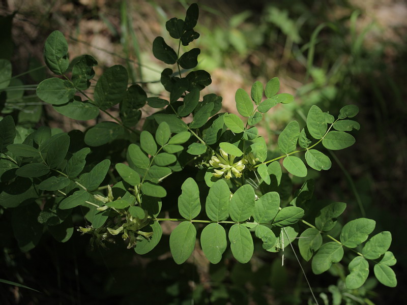 Image of Astragalus glycyphyllos specimen.