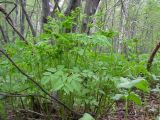 Aruncus dioicus. Растение в стадии бутонизации. Камчатский край, Елизовский район, долина реки Авача, подлесок каменноберёзового леса.