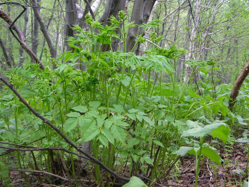 Image of Aruncus dioicus specimen.