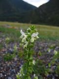 Stachys annua