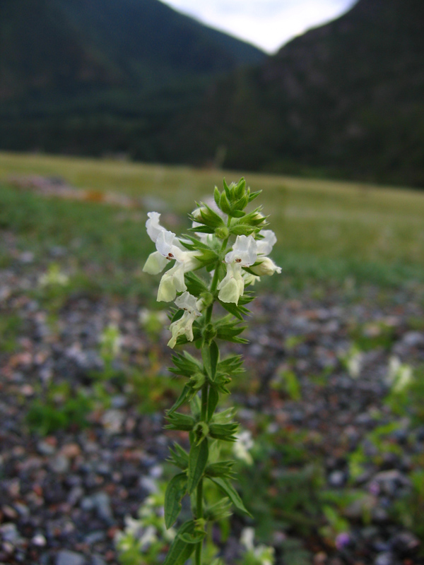 Изображение особи Stachys annua.