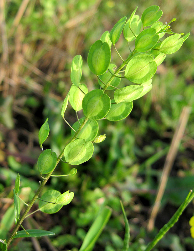 Image of Thlaspi arvense specimen.