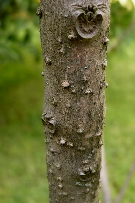 Image of Clerodendrum cyrtophyllum specimen.