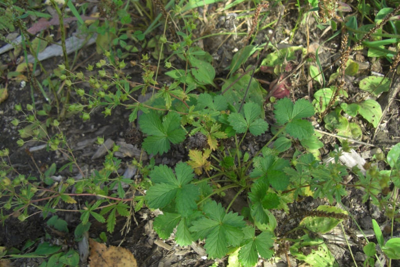 Image of genus Potentilla specimen.