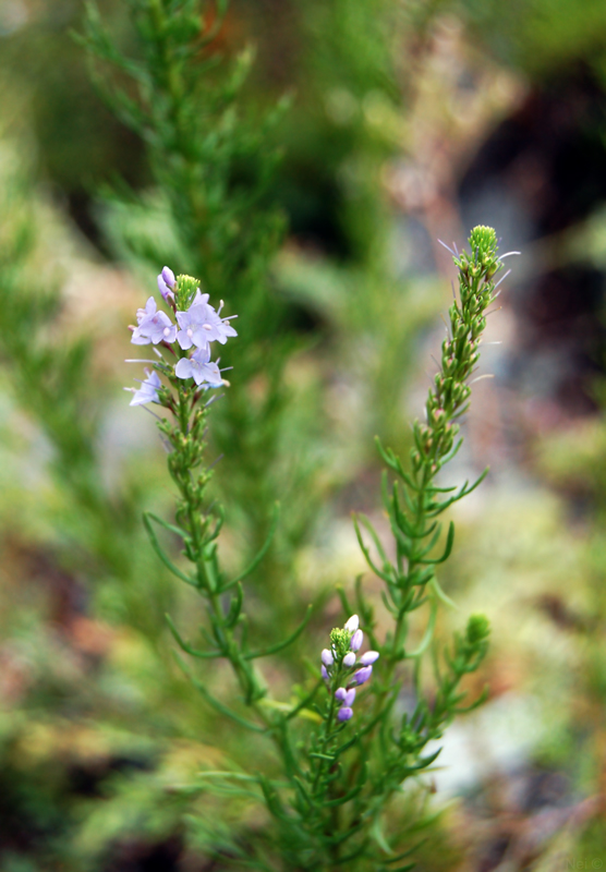 Image of Veronica pinnata specimen.