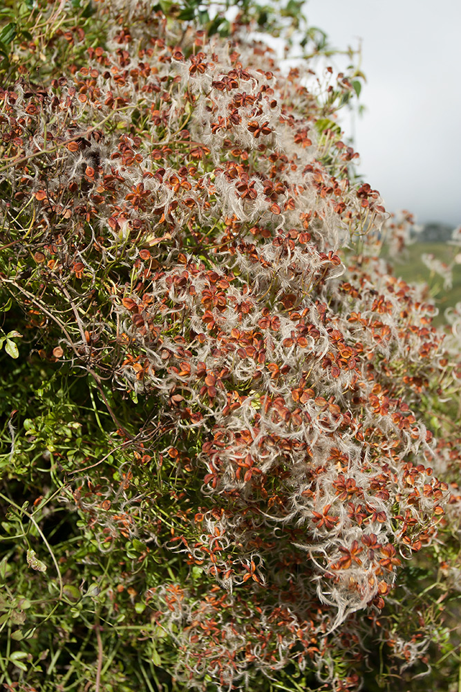 Image of Clematis flammula specimen.