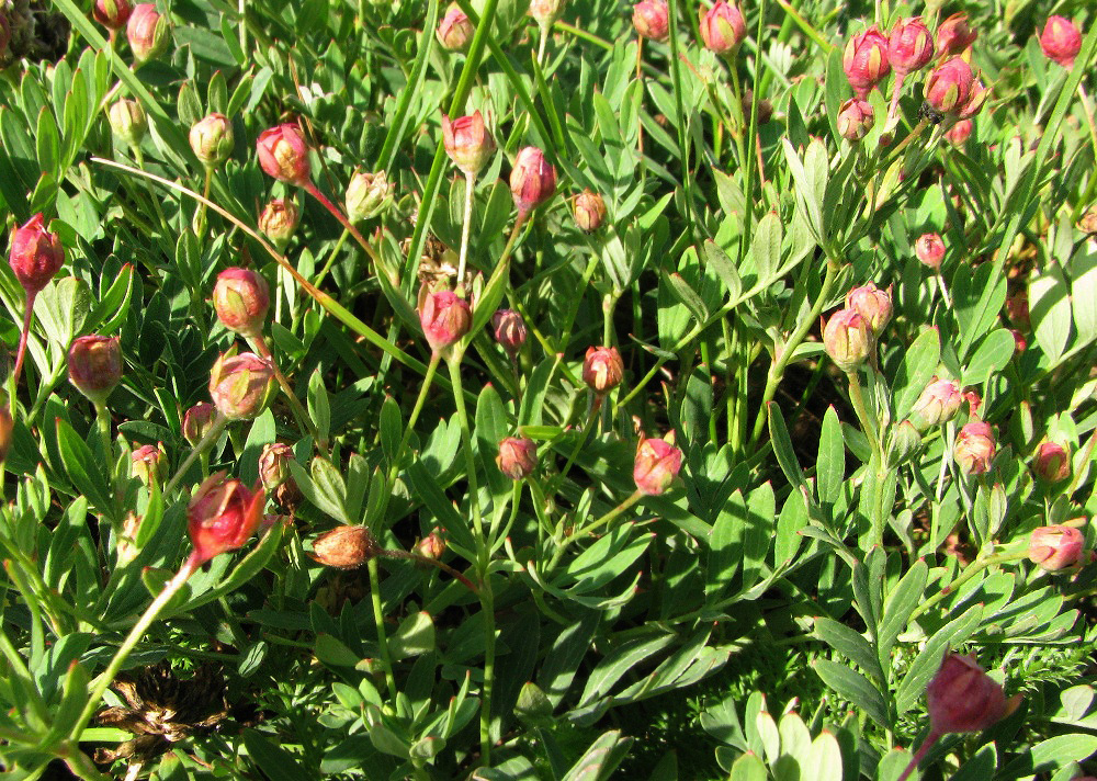 Изображение особи Potentilla semiglabra.