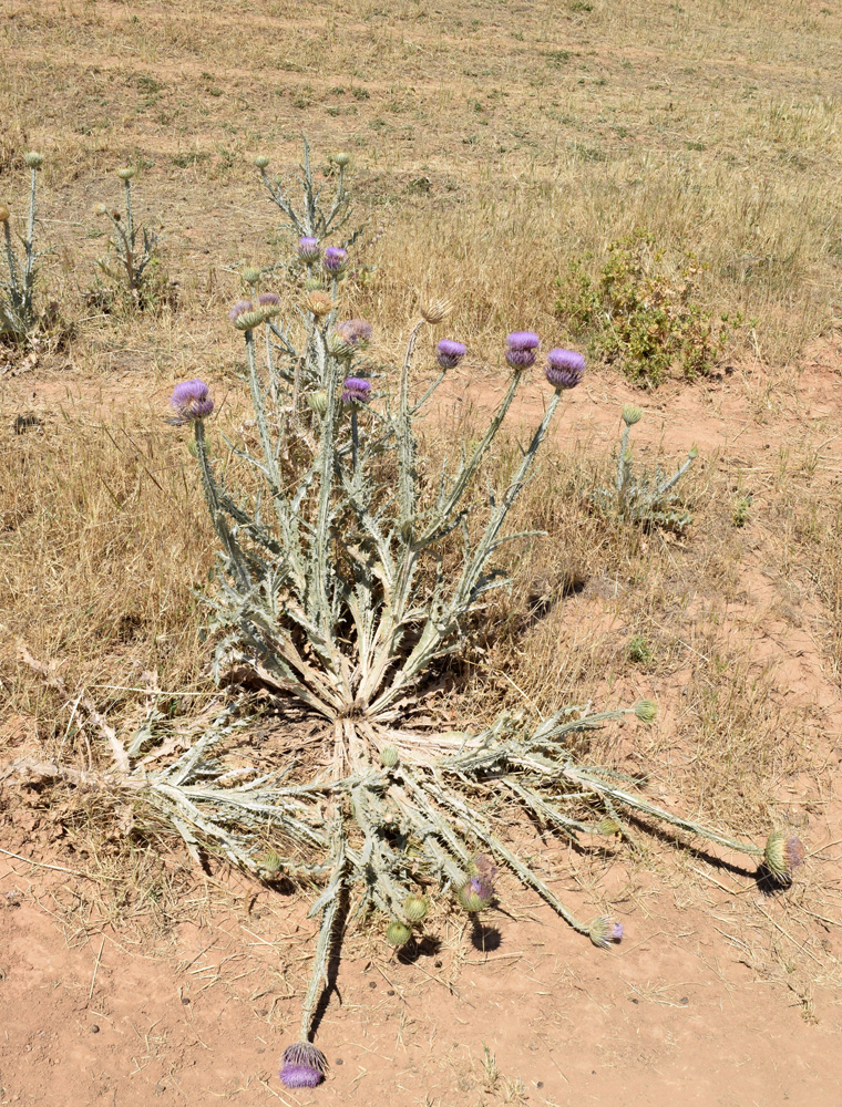 Image of Onopordum leptolepis specimen.