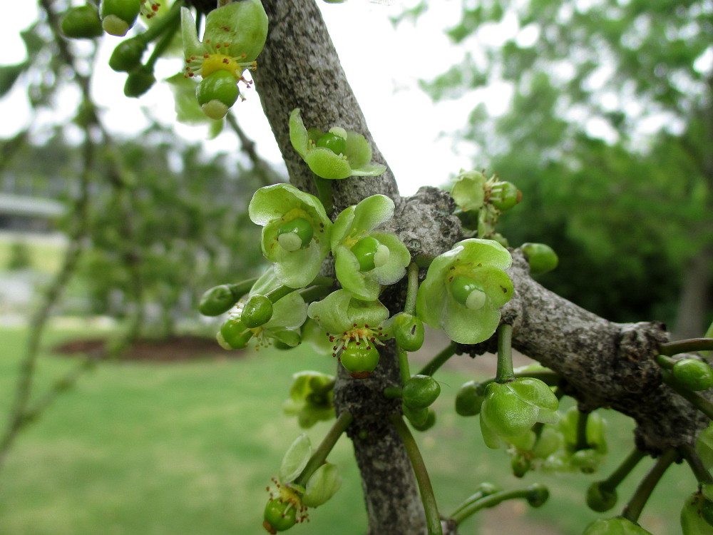 Image of Garcinia livingstonei specimen.