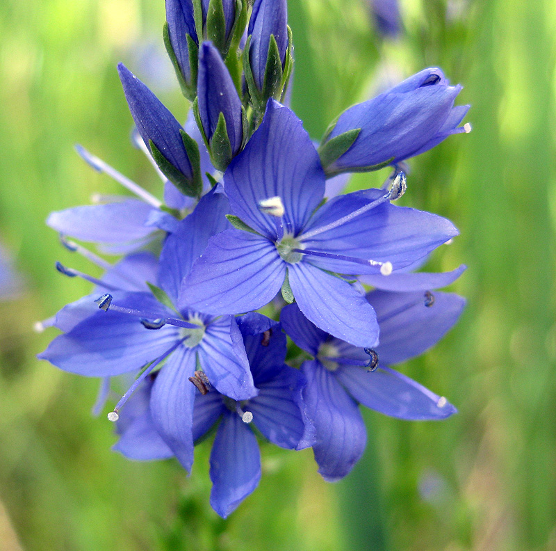 Image of Veronica teucrium specimen.