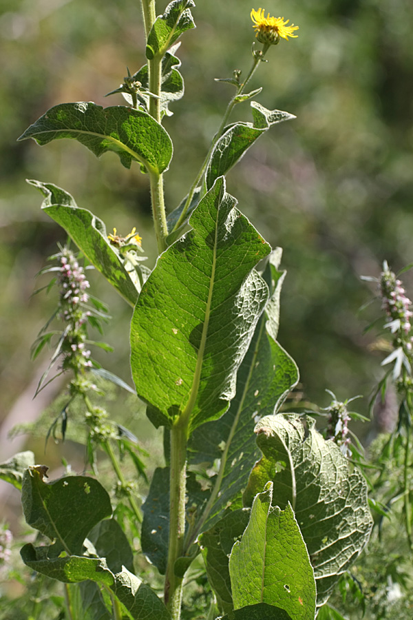 Image of Inula macrophylla specimen.