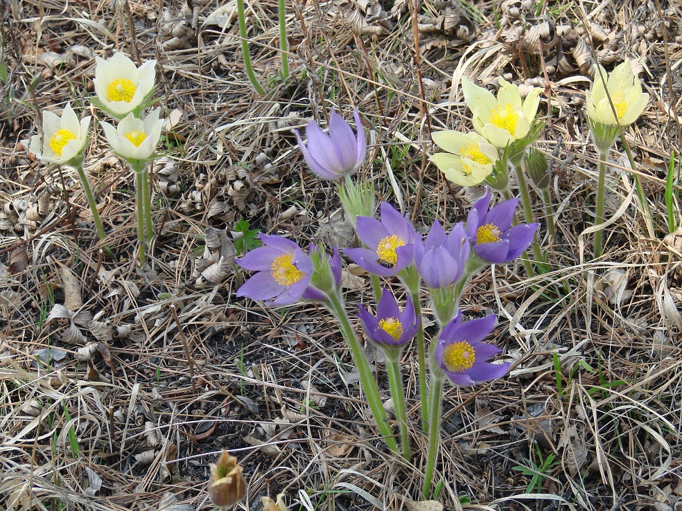 Изображение особи Pulsatilla multifida.